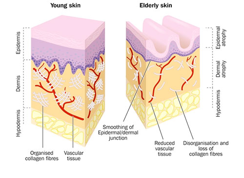 What is Collagen